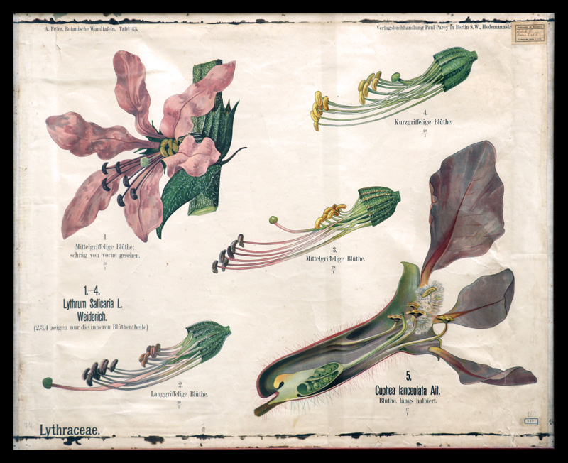 Tafel 43 Lythraceae